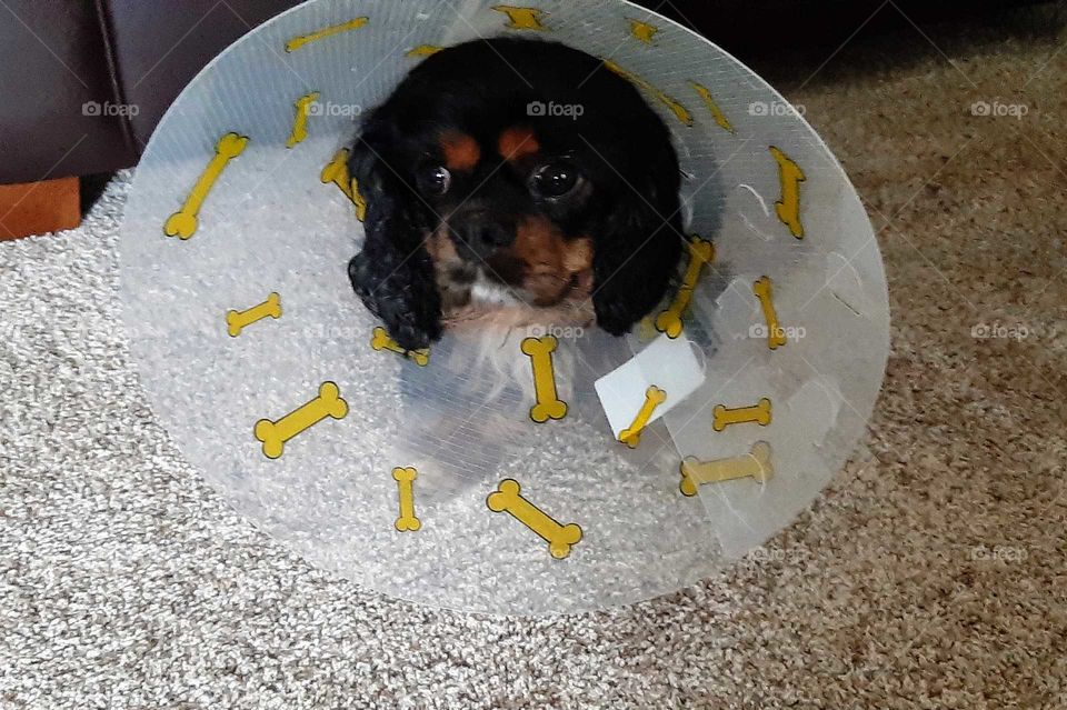 cone of humiliation