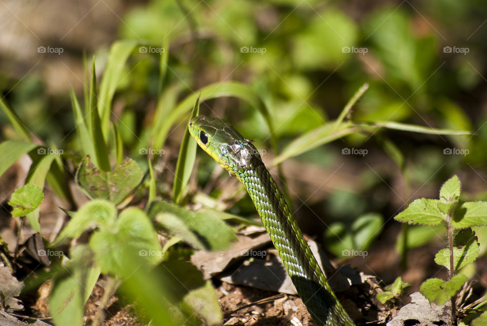 green boomslang snake shedding iets skin on the ground