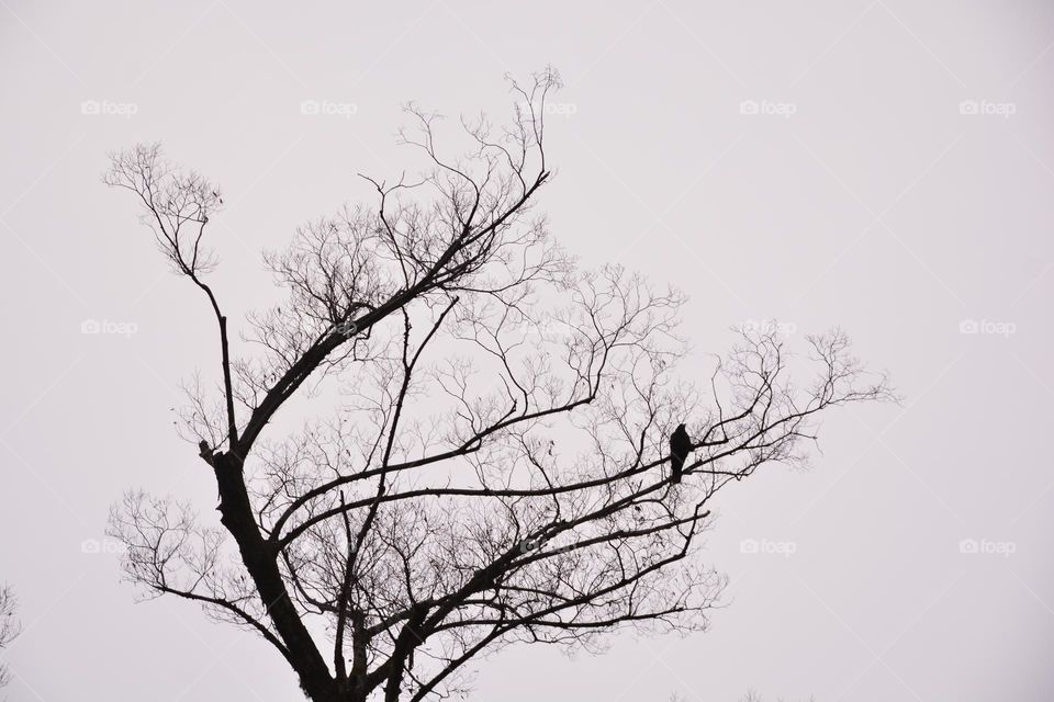 The crow on the tree 