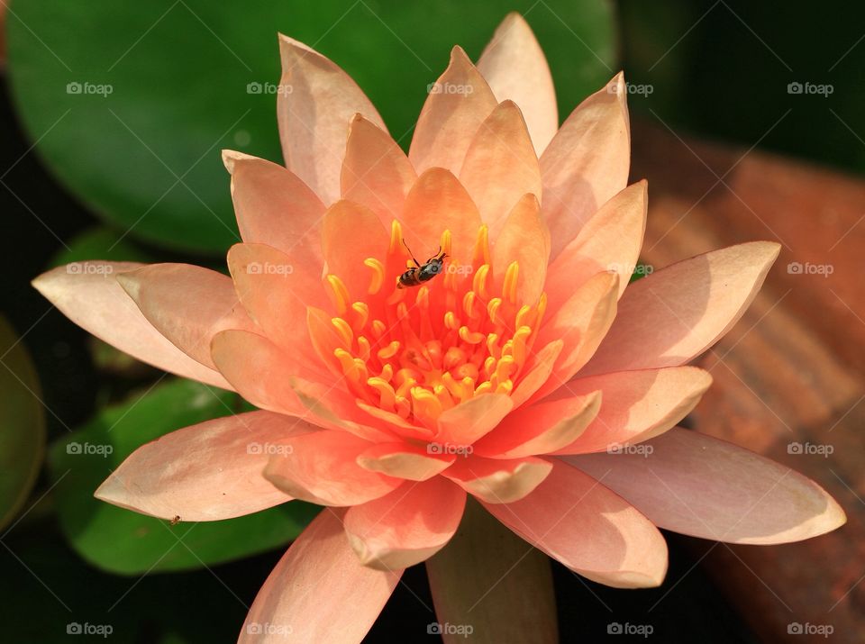 lotus flower 