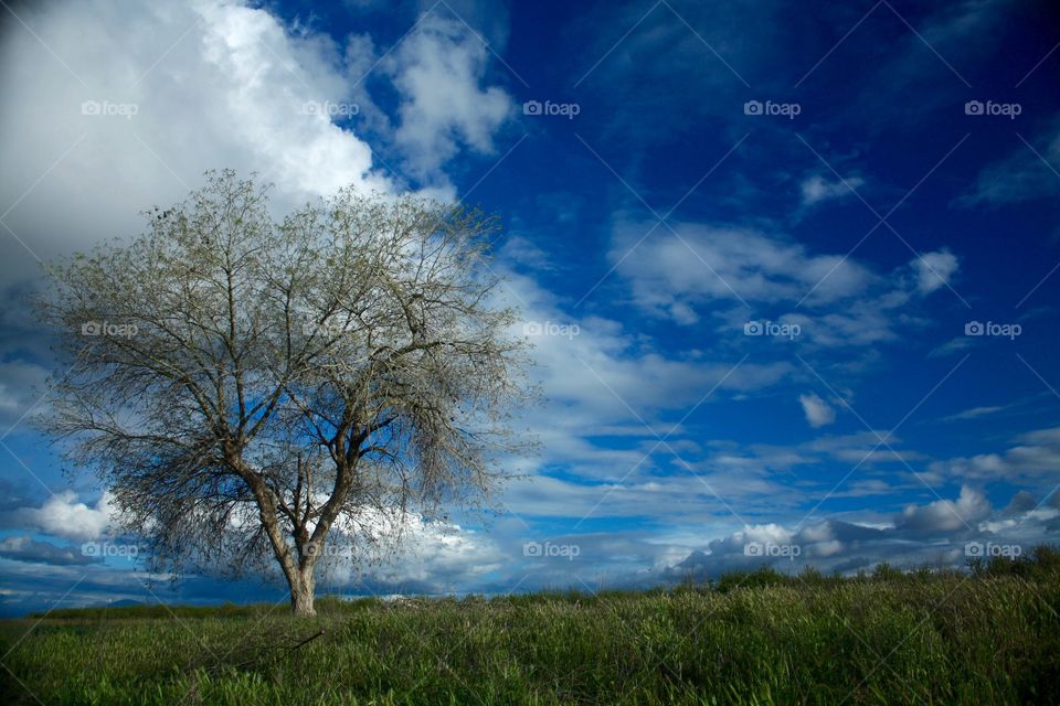 Tree in Blue Sky