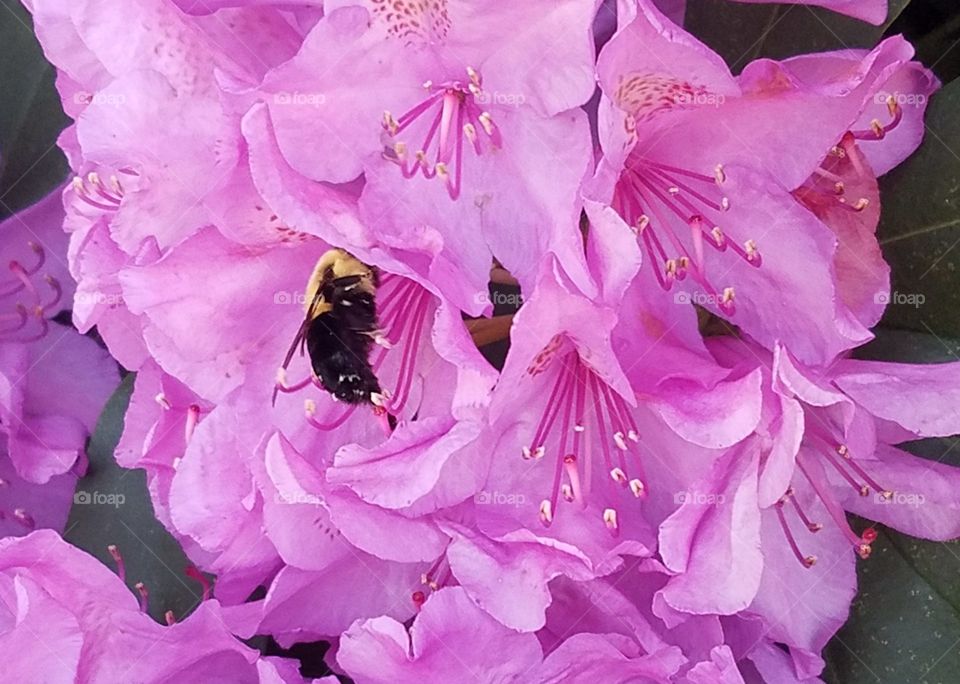 Bumble bee collecting nectar from Rhodroden bush
