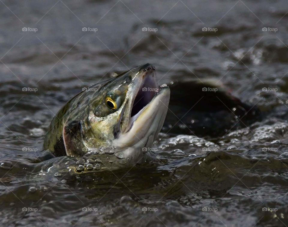 Fish, Water, No Person, Wildlife, Nature