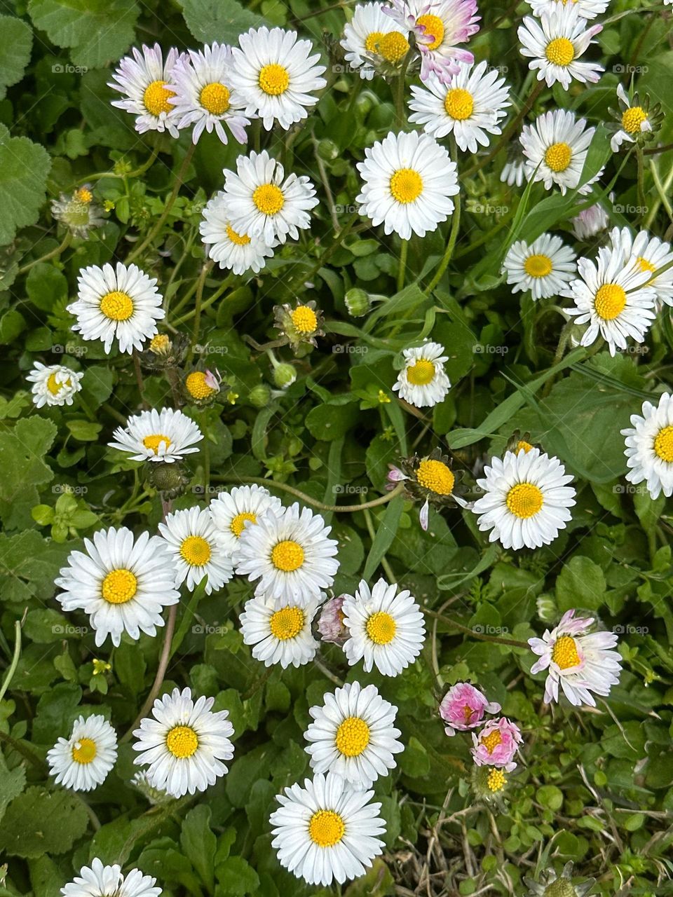 Daisies on a field 