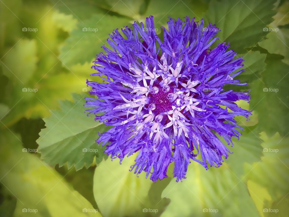 Purple flower.