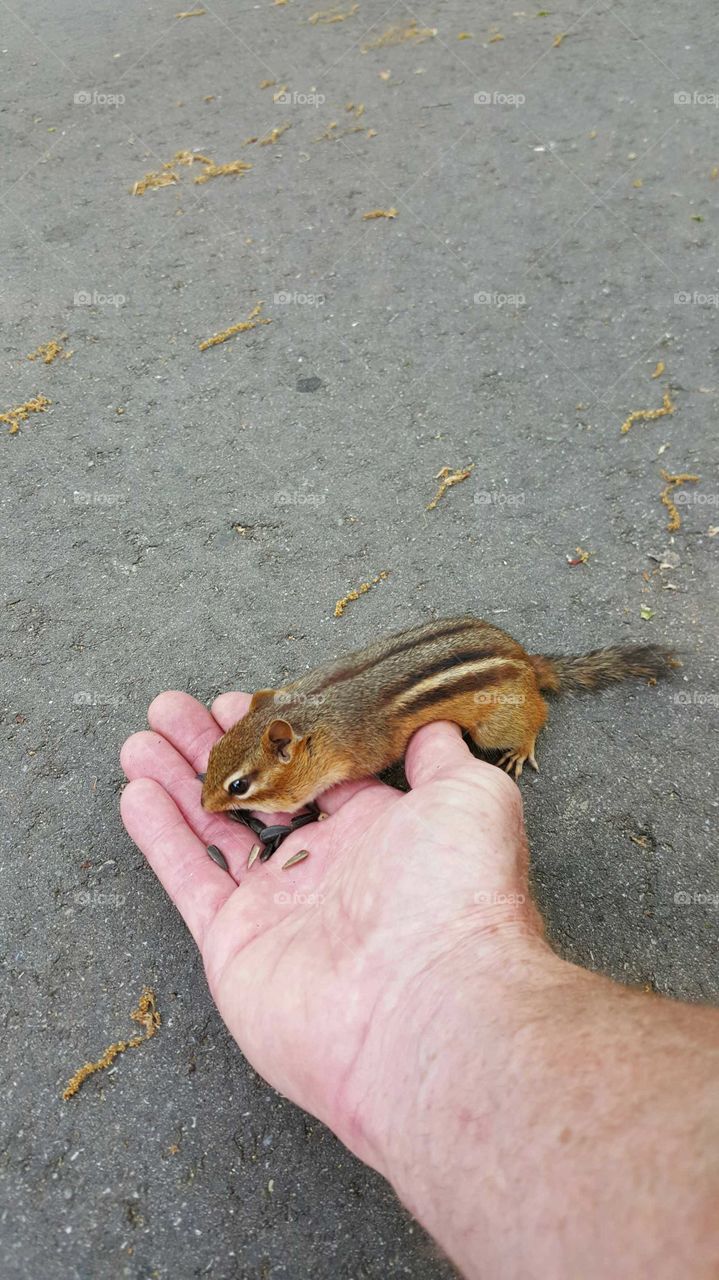 chipmunk  eating hand