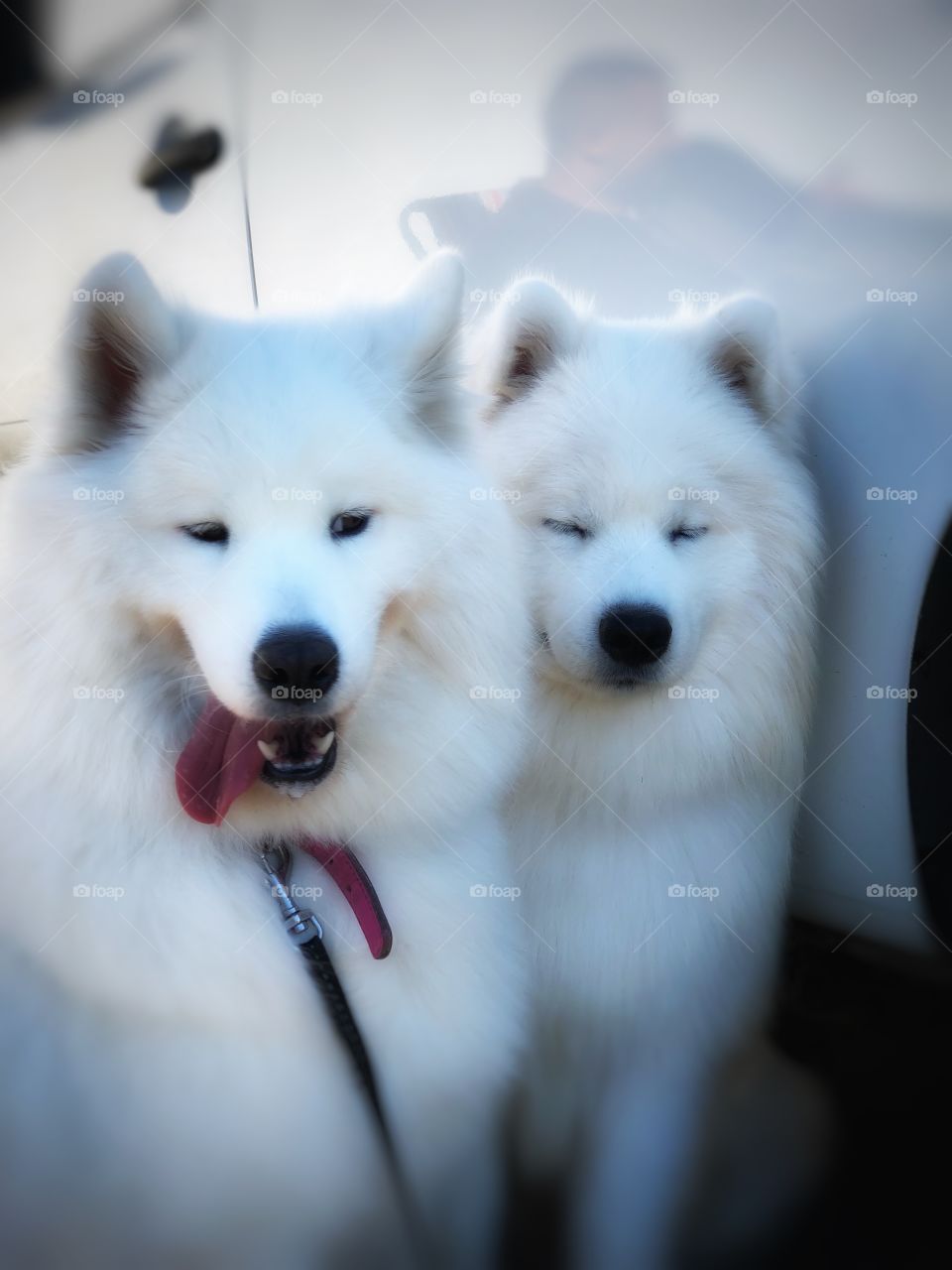 What can be better than one happy samoyed? Exactly! Couple happy samoyeds! white, fluffy, energetic are always open for hugs