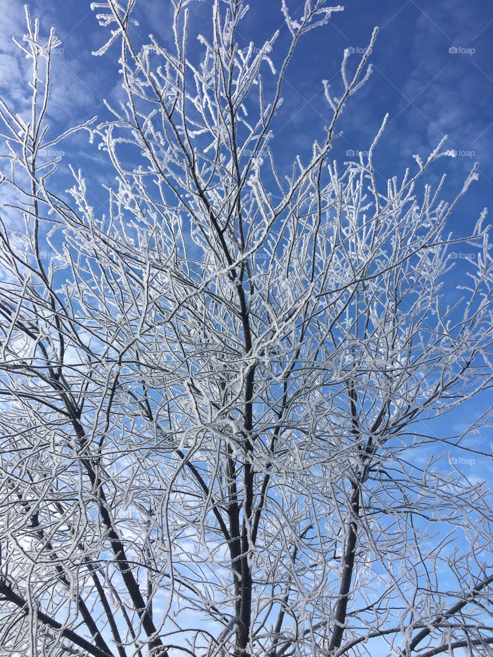 Tree with frost