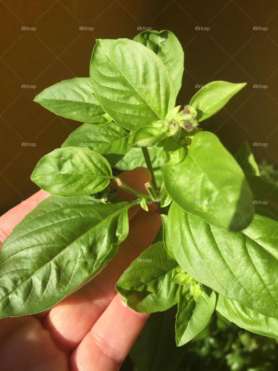 Beautiful bright green basil grows in the garden.  Great for using in all your Italian recipes.