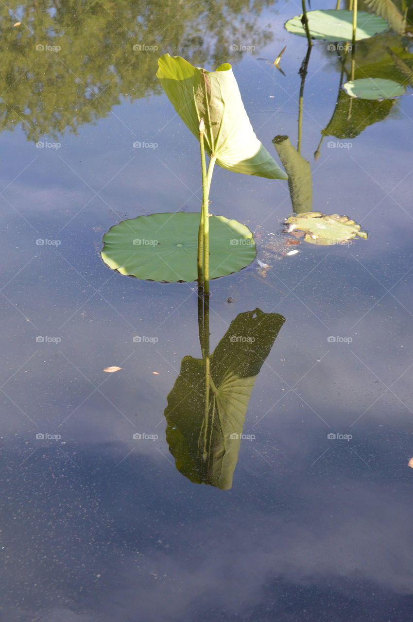 nature, reflection of a lily pad off the surface of the water
