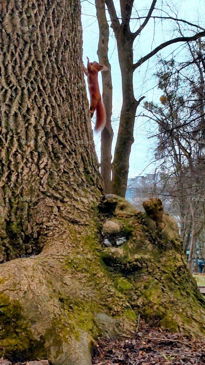 Squirrel on the tree