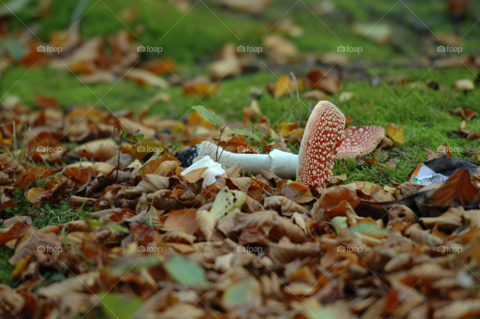 fall autumn mushroom fallen by ibphotography