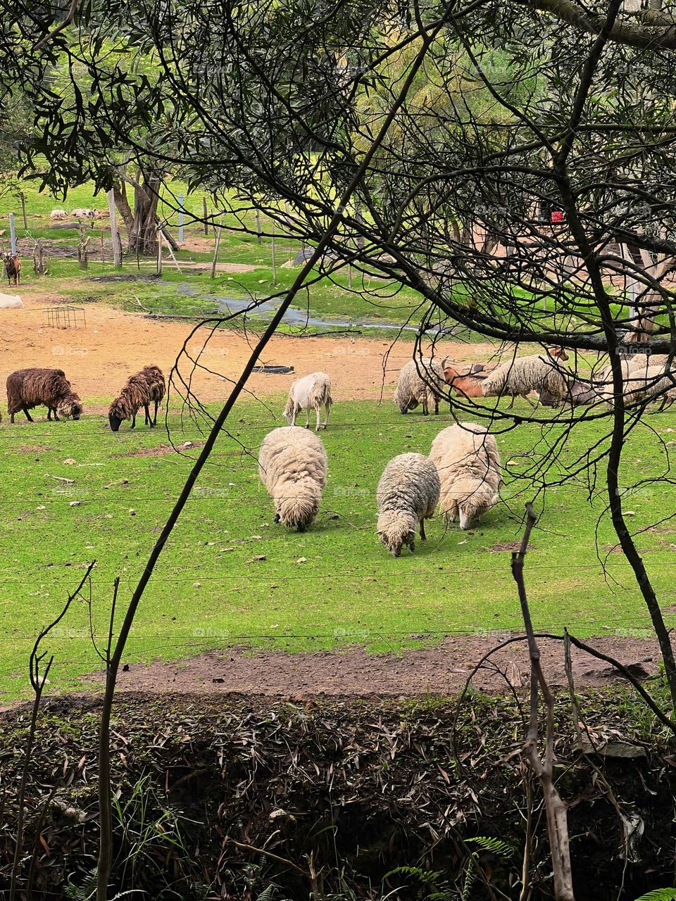 Herd of sheep 