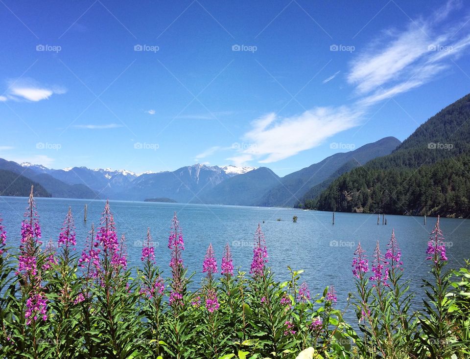 An early Summer view of Pitt Lake, located in Pitt Meadows BC, Canada. 