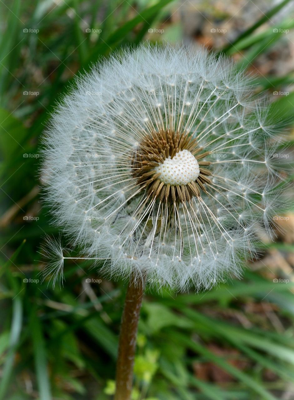 dandelion