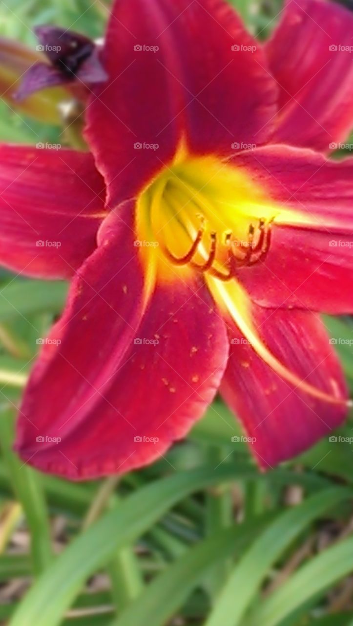 Red Lily
