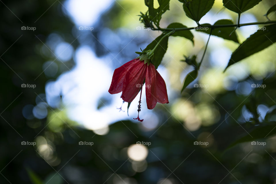 Beautiful red flower in the garden showing the petals in the morning the green place 