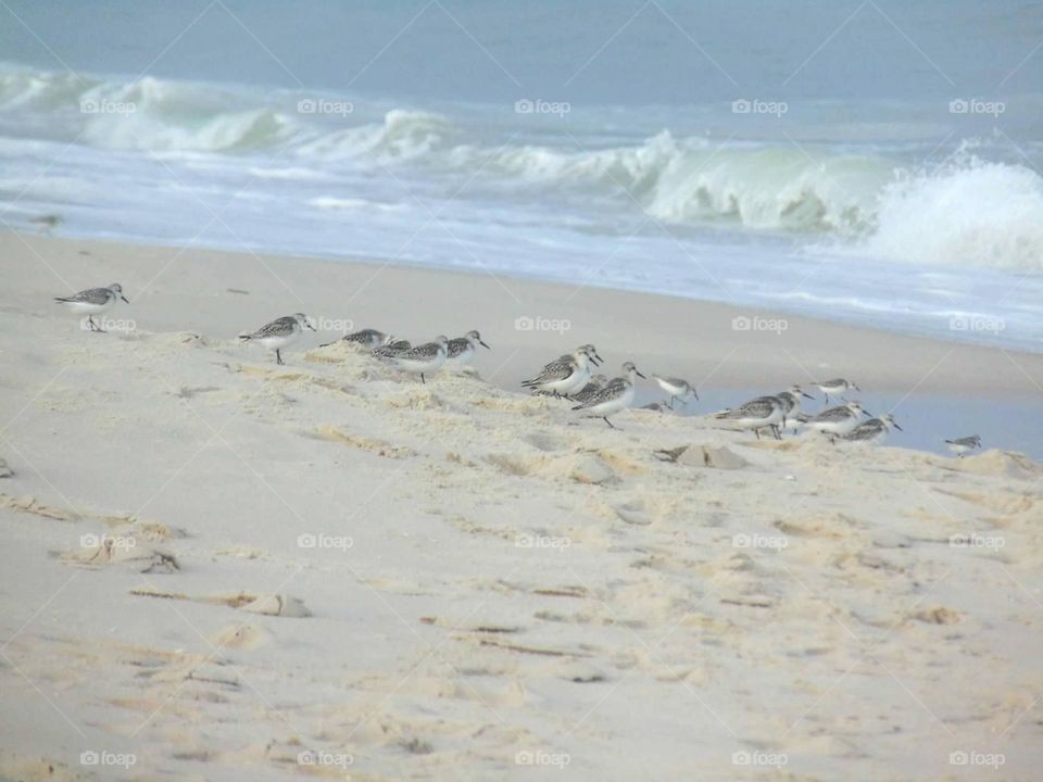 Sandpipers searching for food on the shore. 