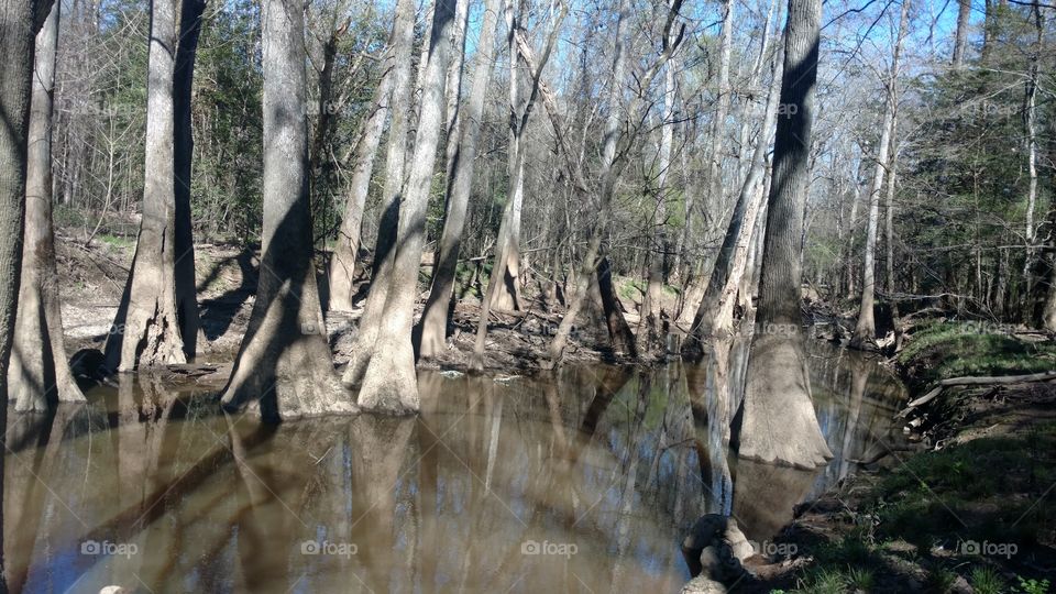 Nature, Wood, Tree, Water, Landscape