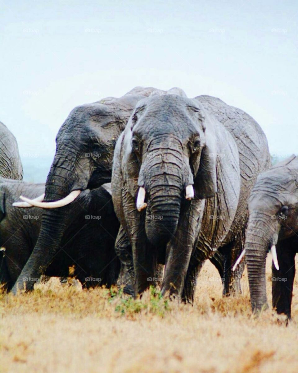 Ndovu/Tembo (Swahili for Elephant)