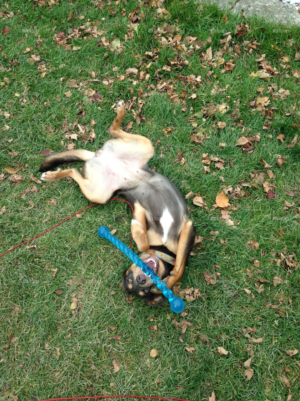 Goofy grinning puppy rolling on her back in the grass while biting on a blue chew toy