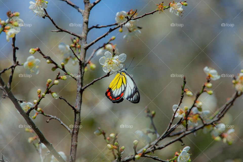 Beautiful and cute butterfly