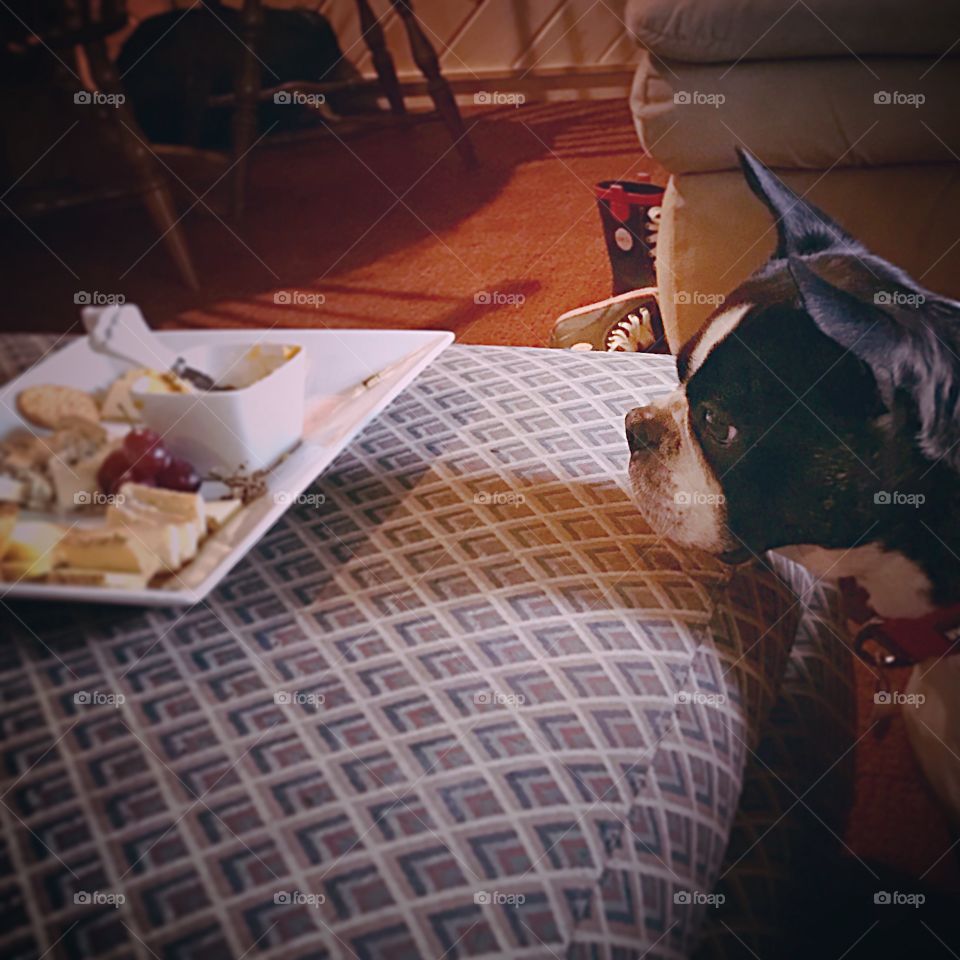 My Boston Terrier showing a rare moment of self restraint. 