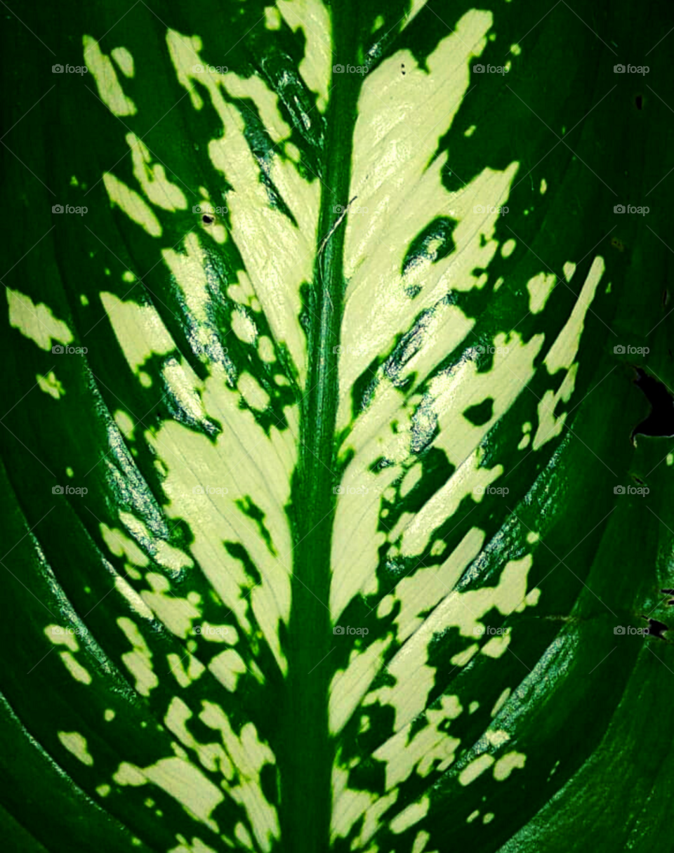 Croton Leaf Print