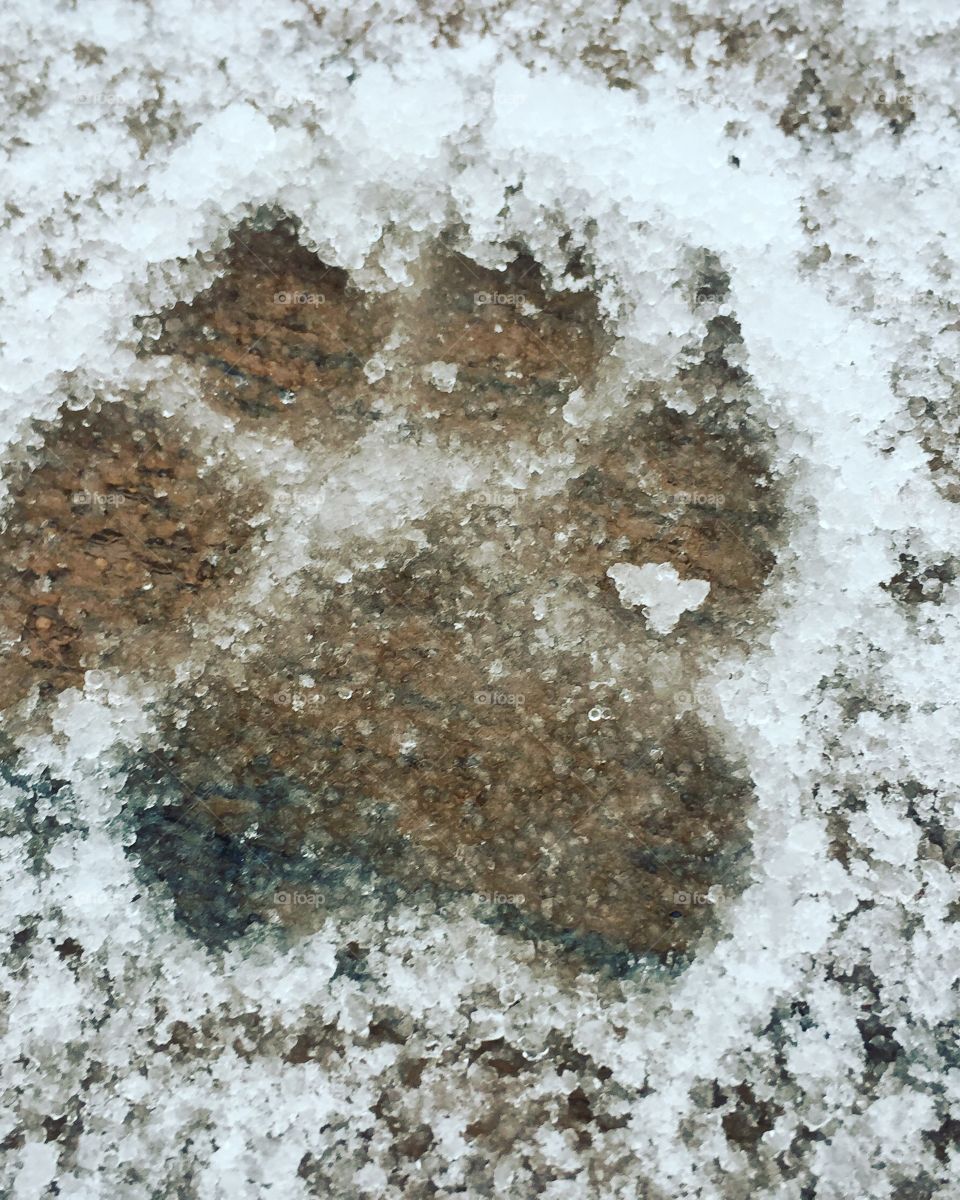 Paw print in the snow. 