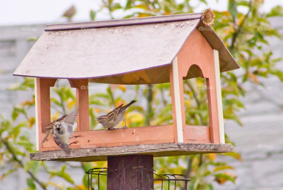 Bird feeders. Funny sparrows.