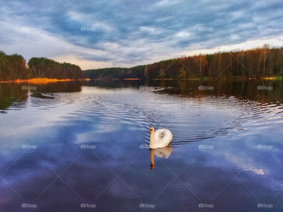 swan at the lake