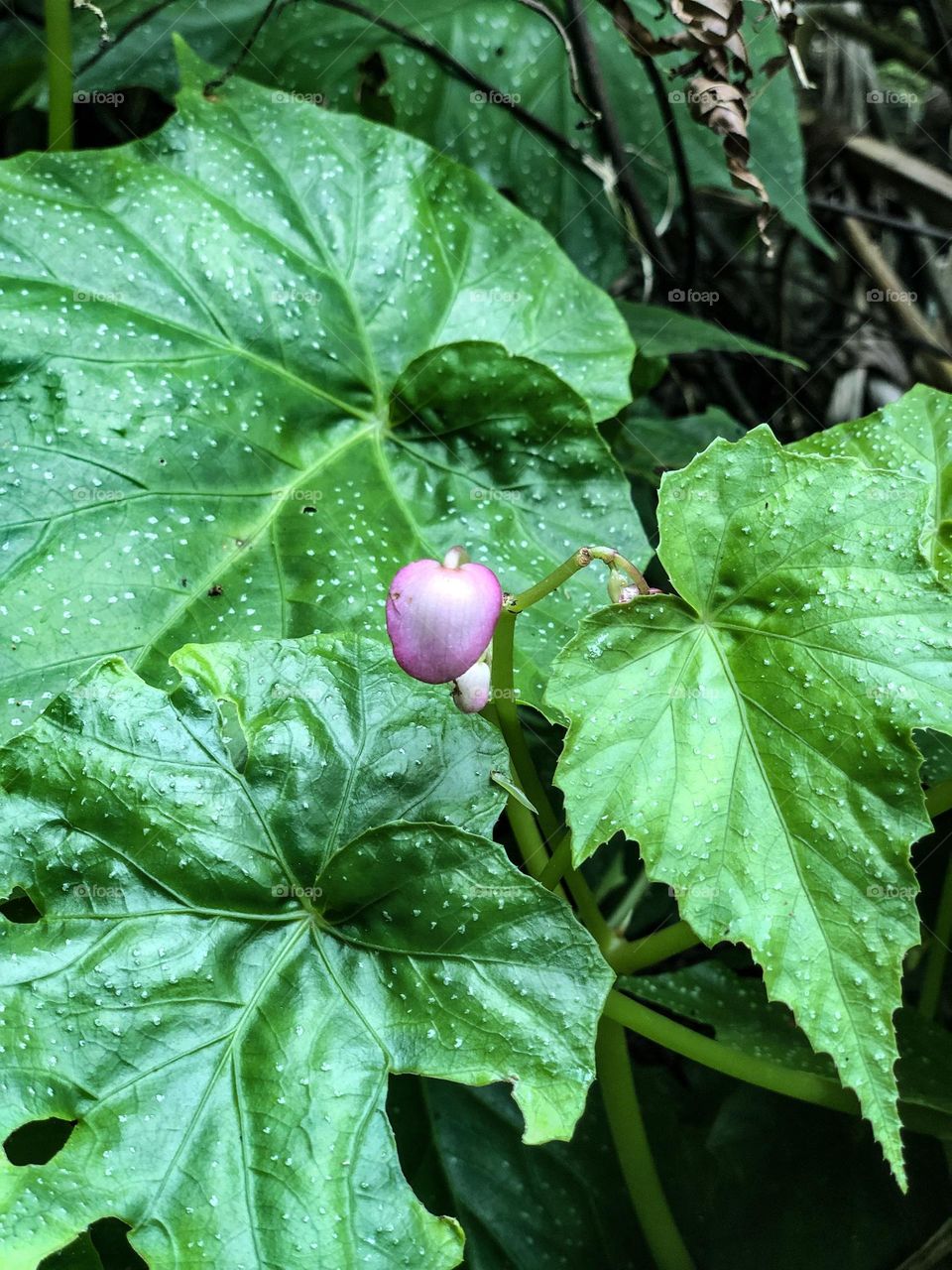 Something Beautiful from Taiwan