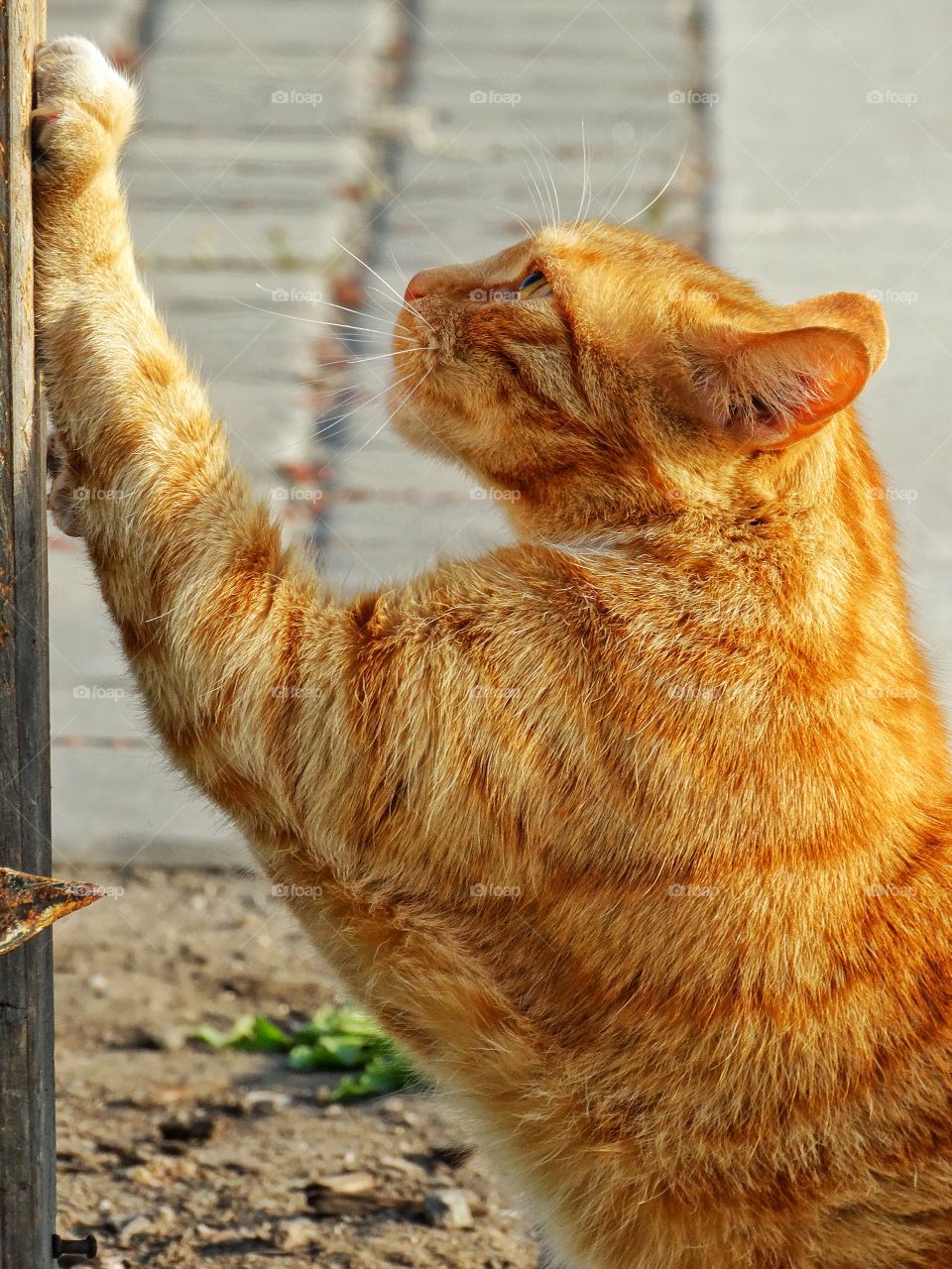 Calico Cat. Orange Cat Scratching A Post