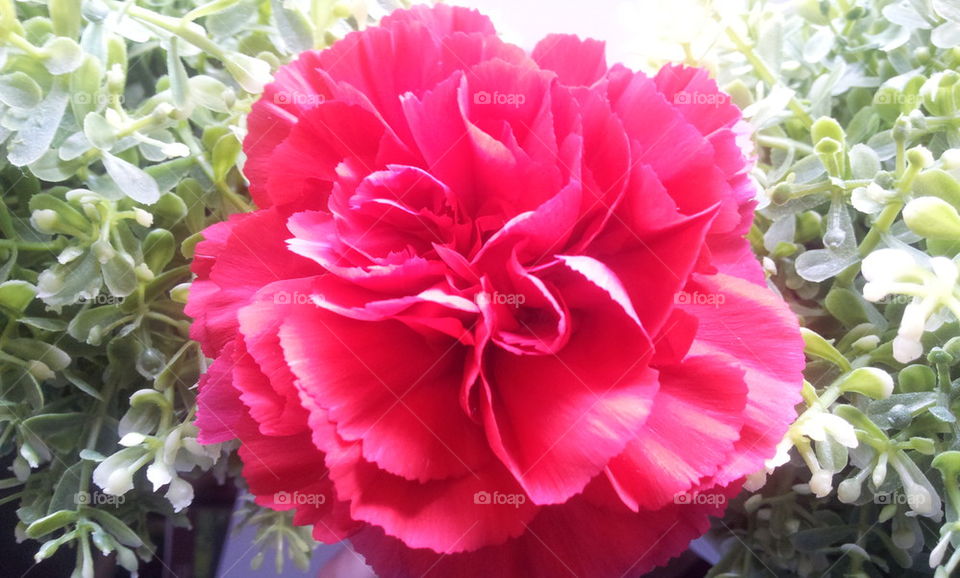 Red flower