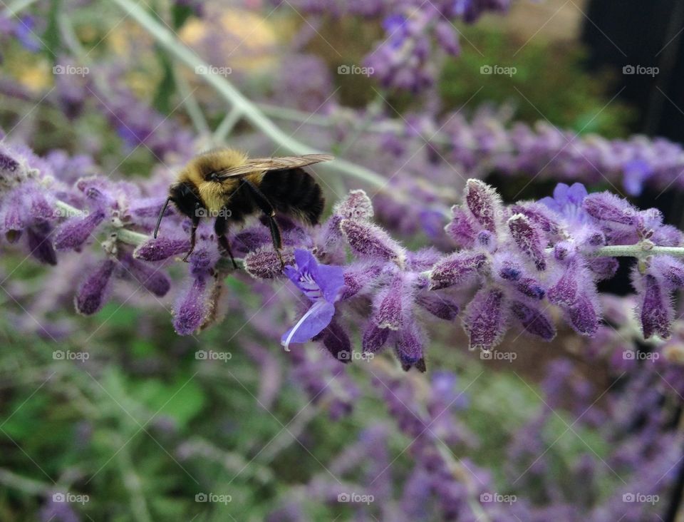 Collecting honey from the last flowers of summer 