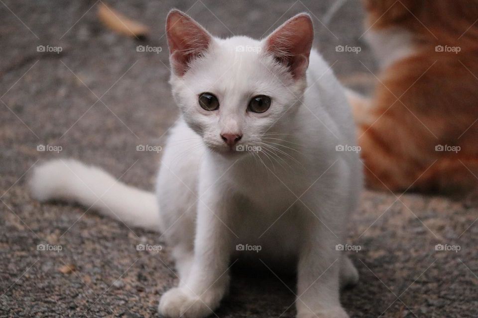 A cute white fur kitten staring and sitting on the ground 