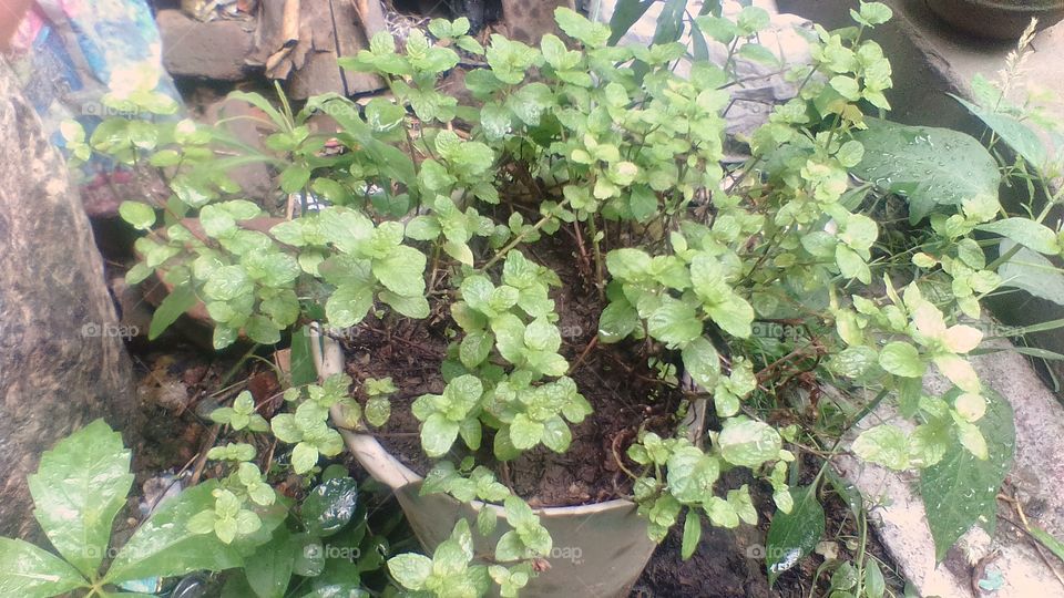 mint plant in pot