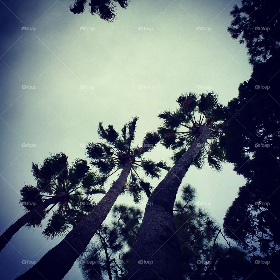 Palm Trees, Los Angeles, California