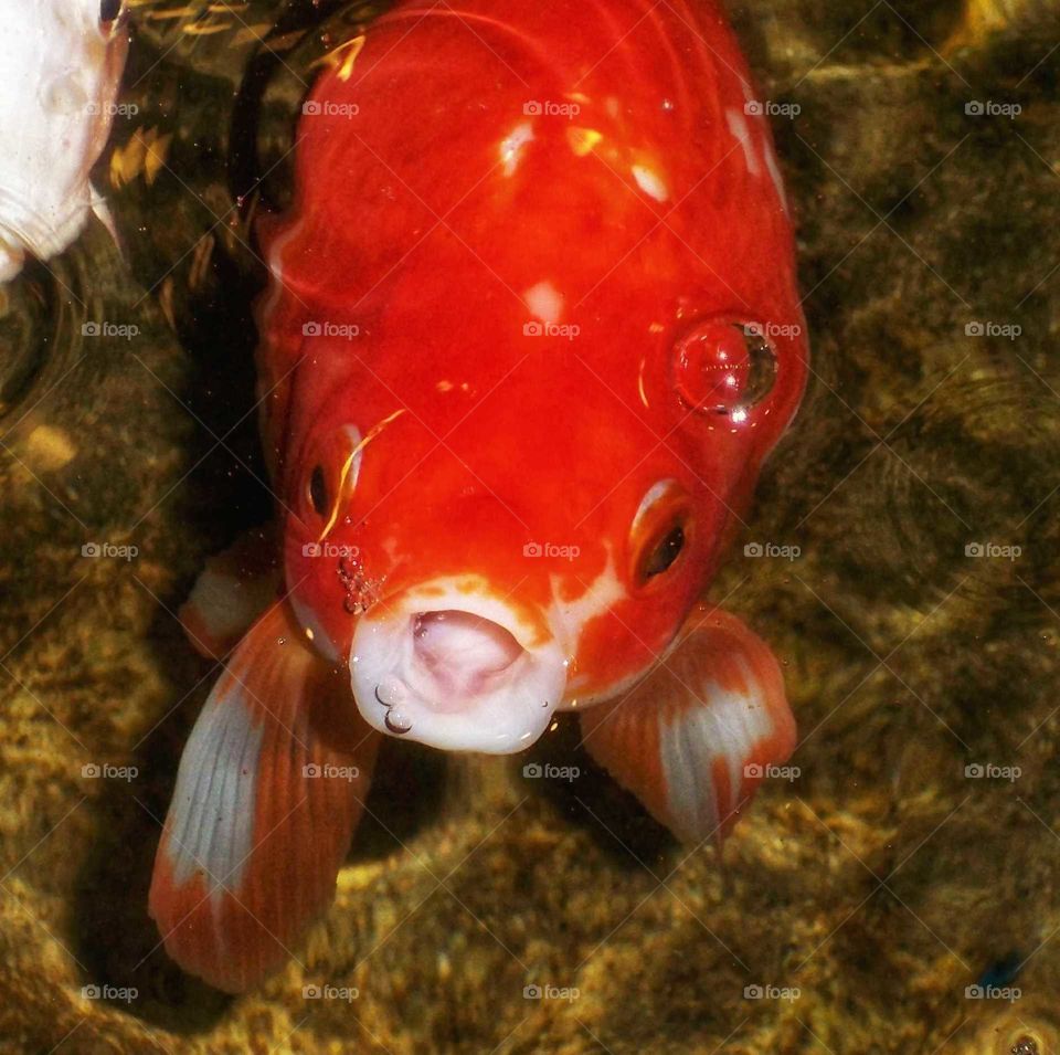 Hello Koi