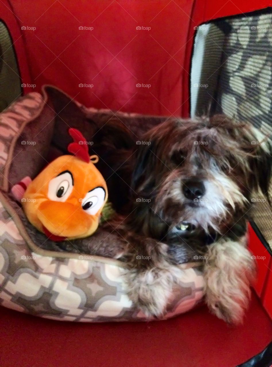 Cute dog. Hugo and his fish 