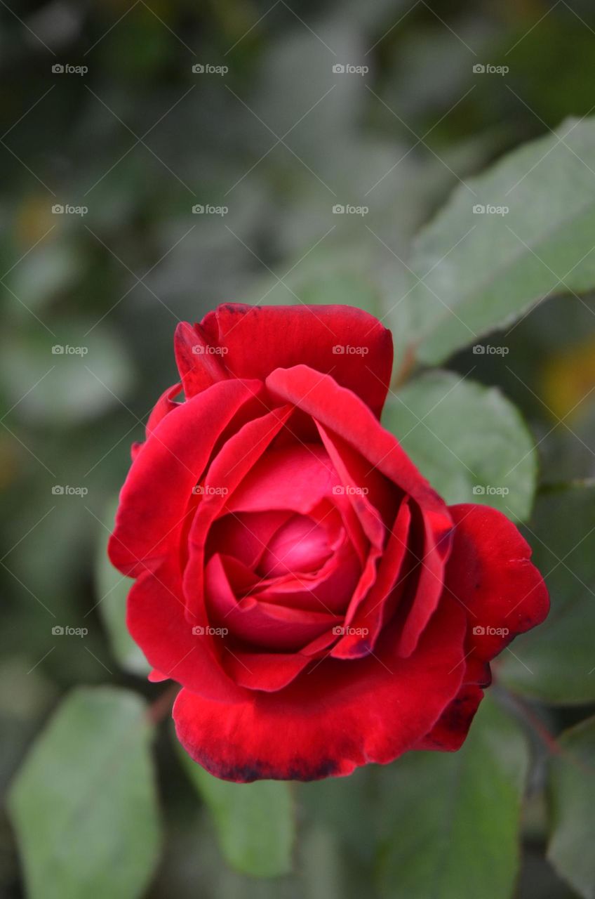 red rose