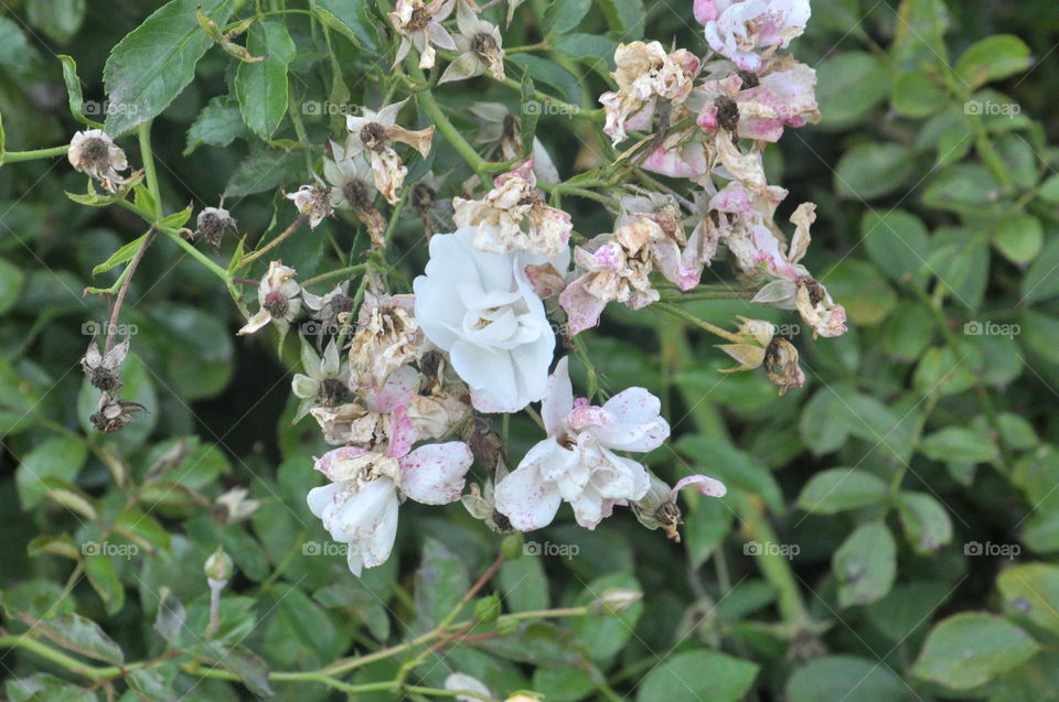 flower closeup