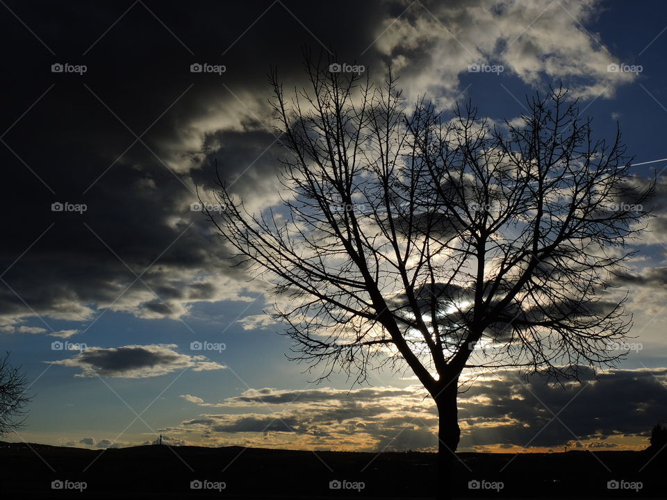 Tree Sunset
