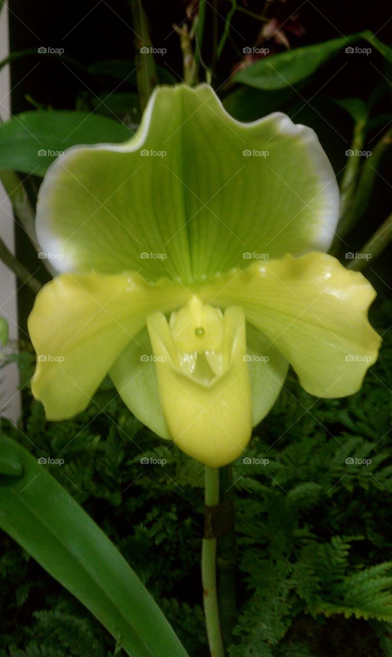 Green orchid flower