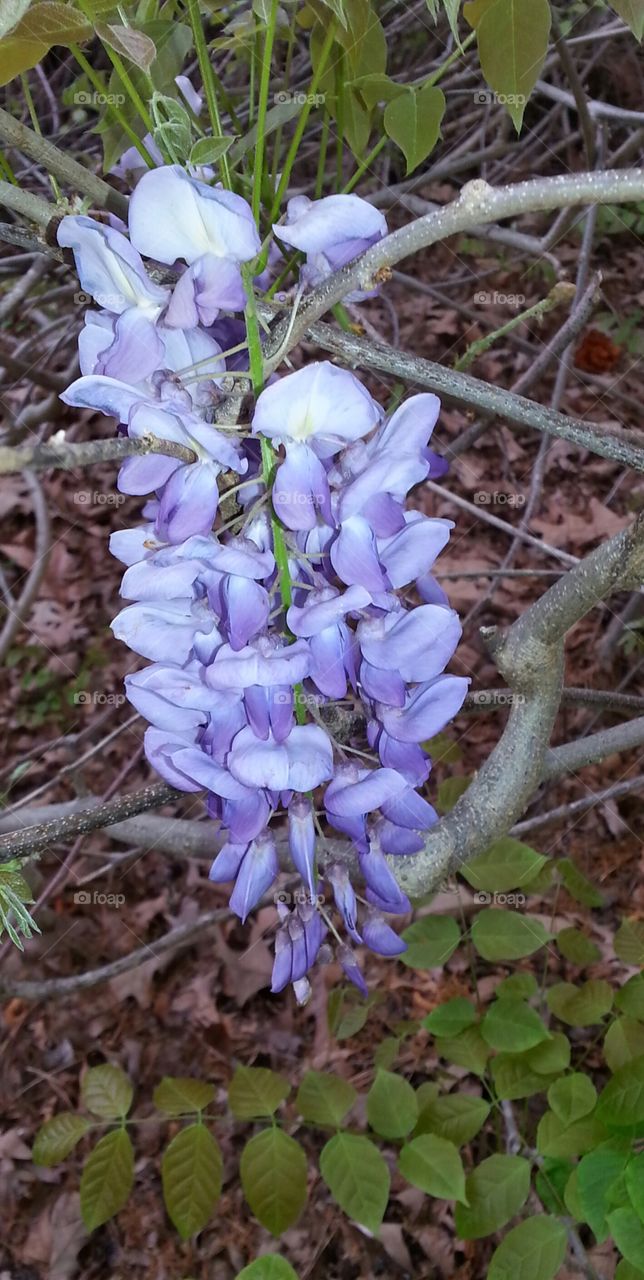wisteria