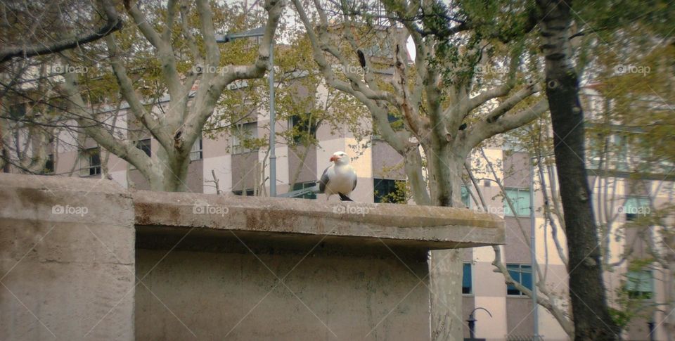 Seagull in the city.