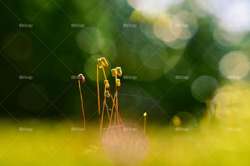 fire mosses with bokeh light background and blurred foreground