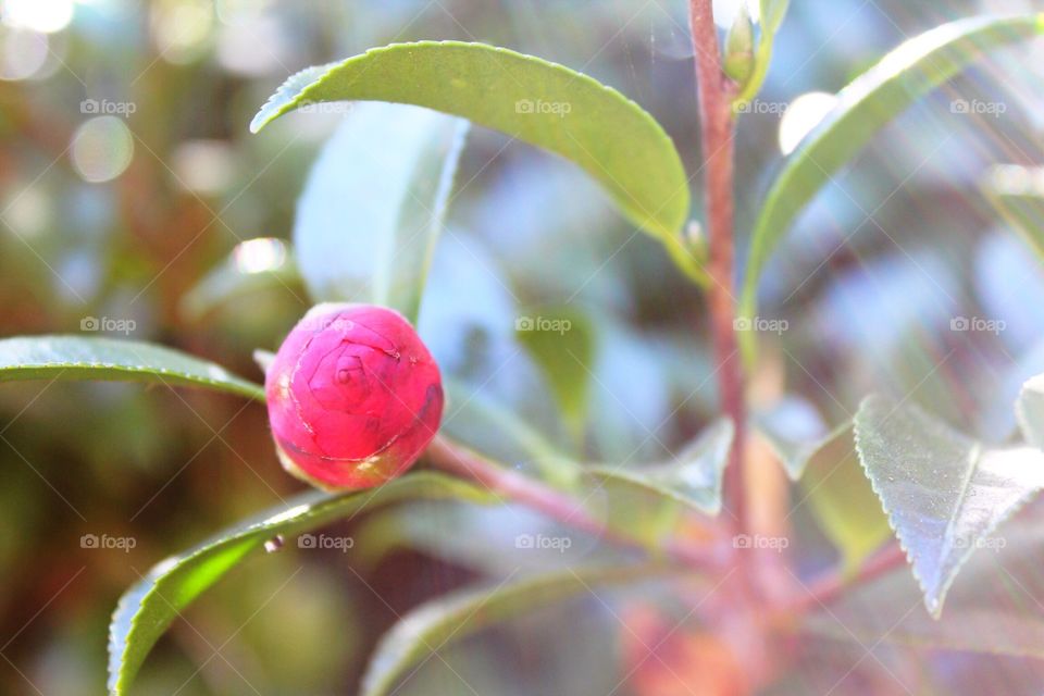 Eagerly morning sun streaming over a flower bud