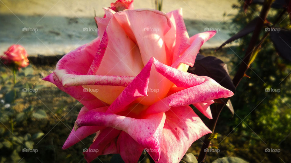 Beautiful rose flower with different shades of color and natural background