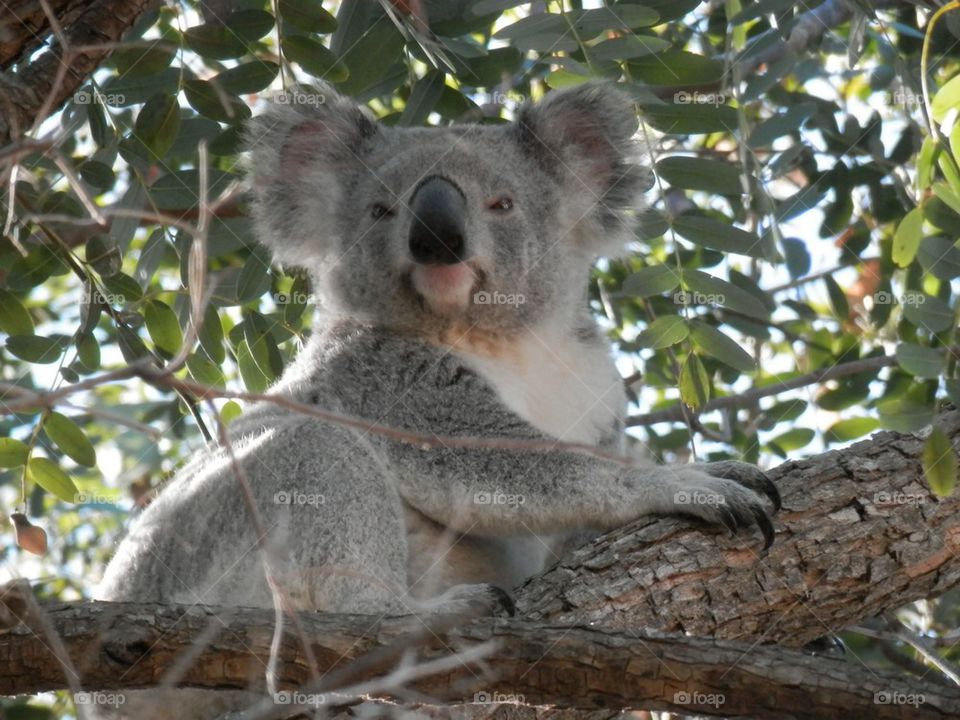 Koala